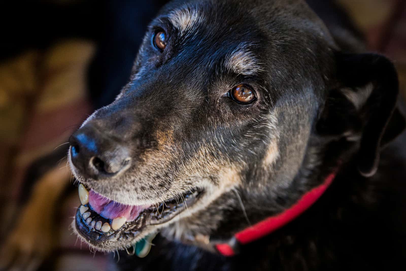 german shepherd labrador mix dog