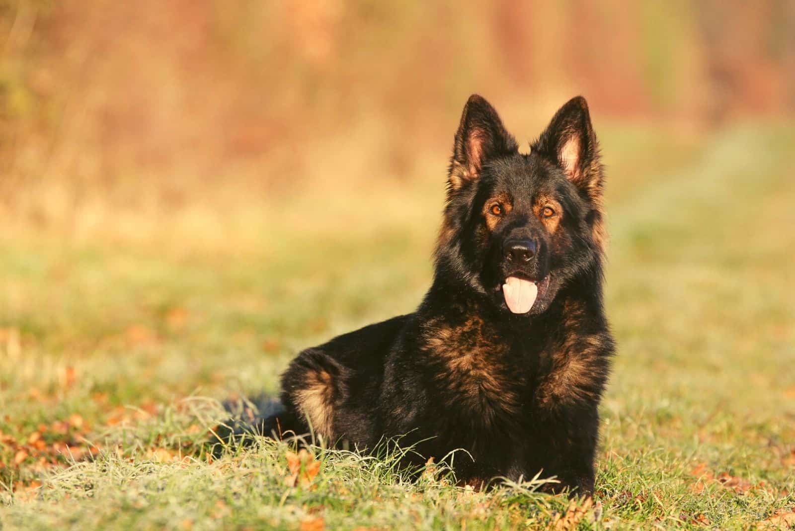 german shepherd lying with Dark sable longcoated fur
