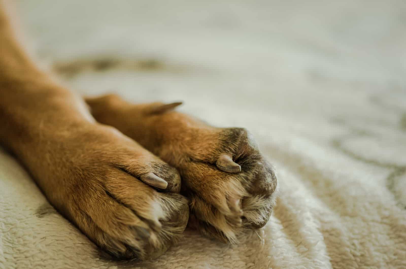 german shepherd paws close-up