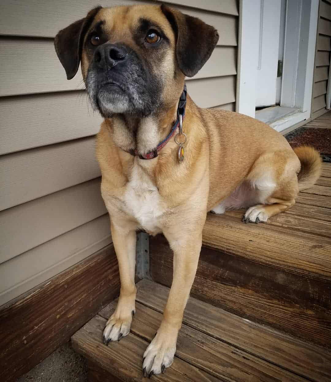 german shepherd pug mix dog on stairs 