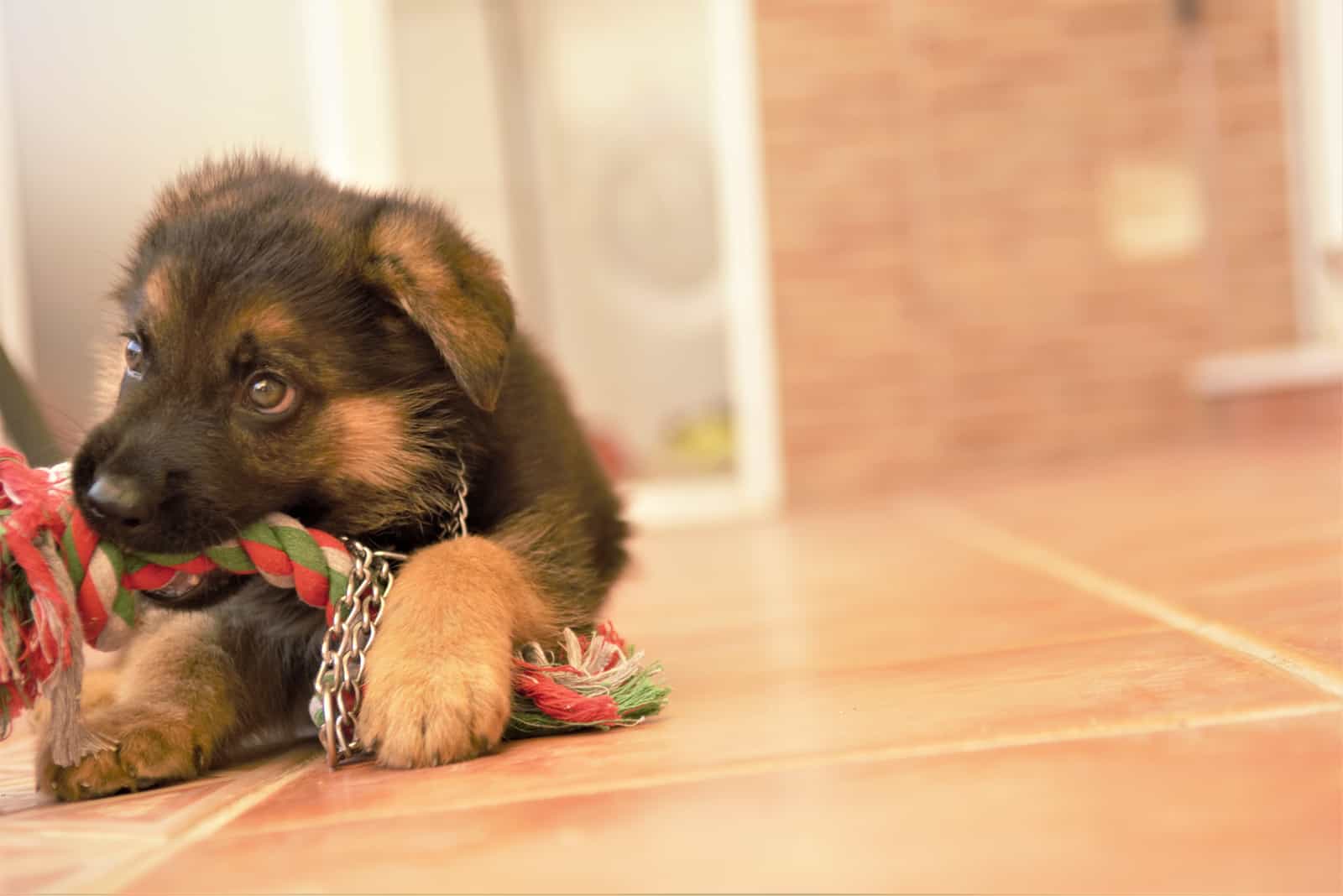 german shepherd puppy