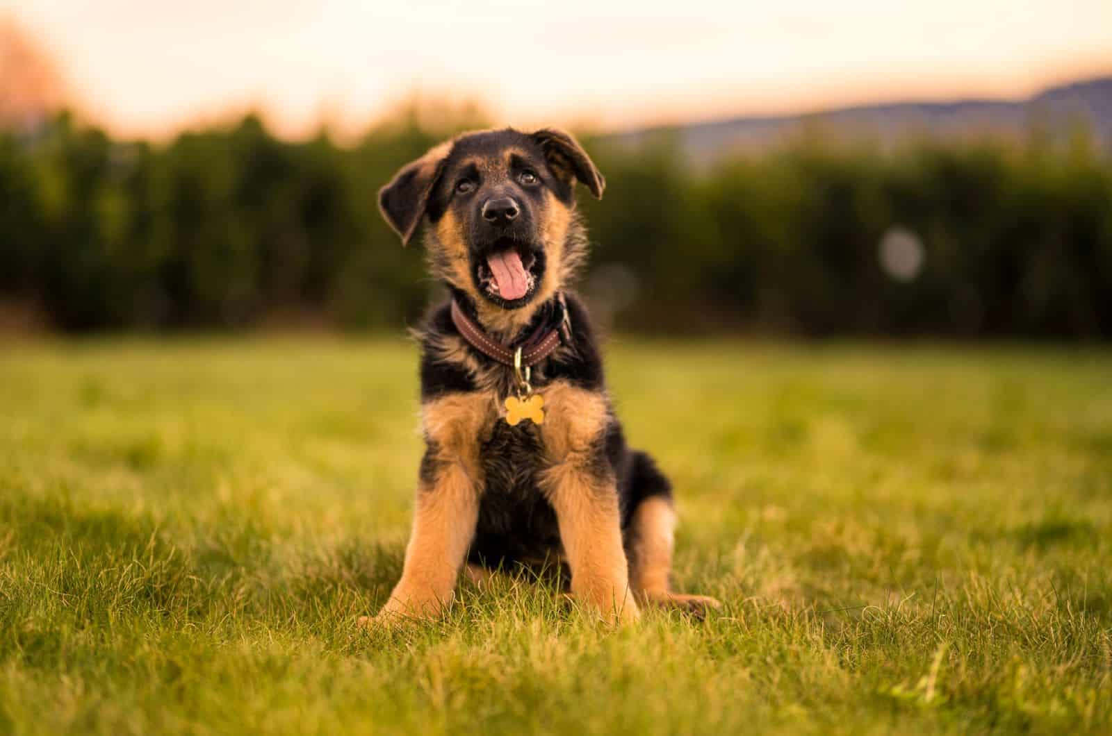 german shepherd puppy on a field