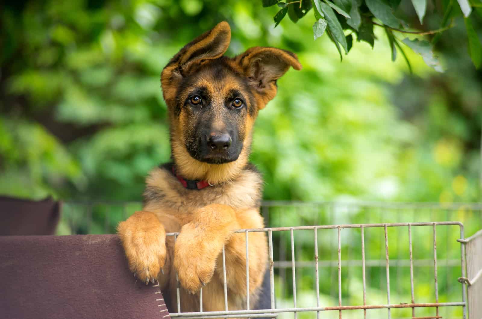 german shepherd puppy posing behind bars