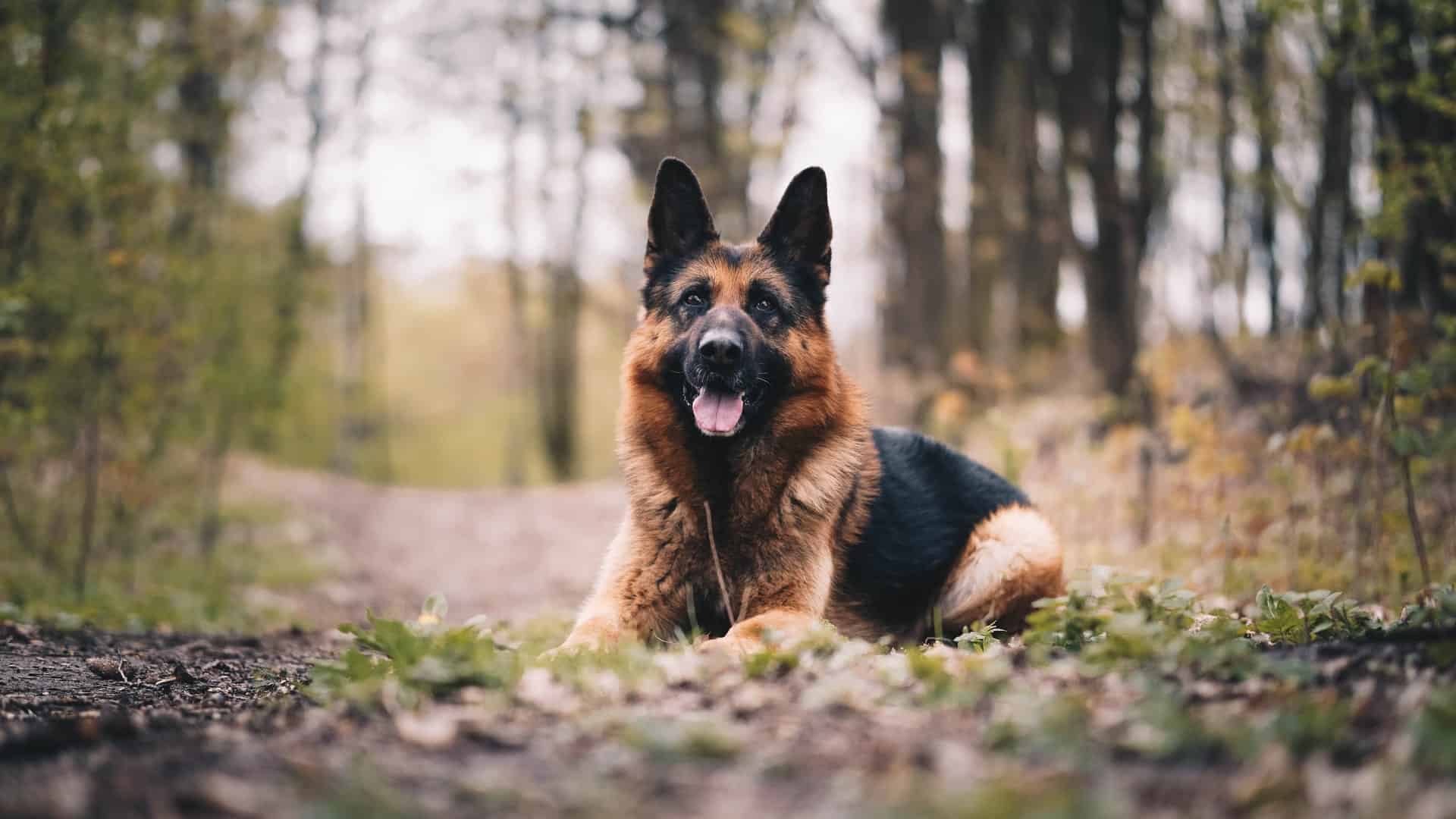 german shepherd sitting in nature