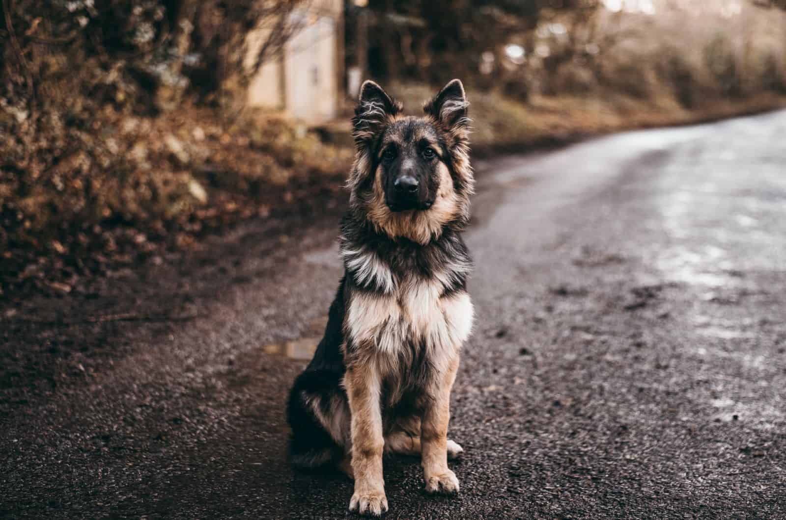 german shepherd standing