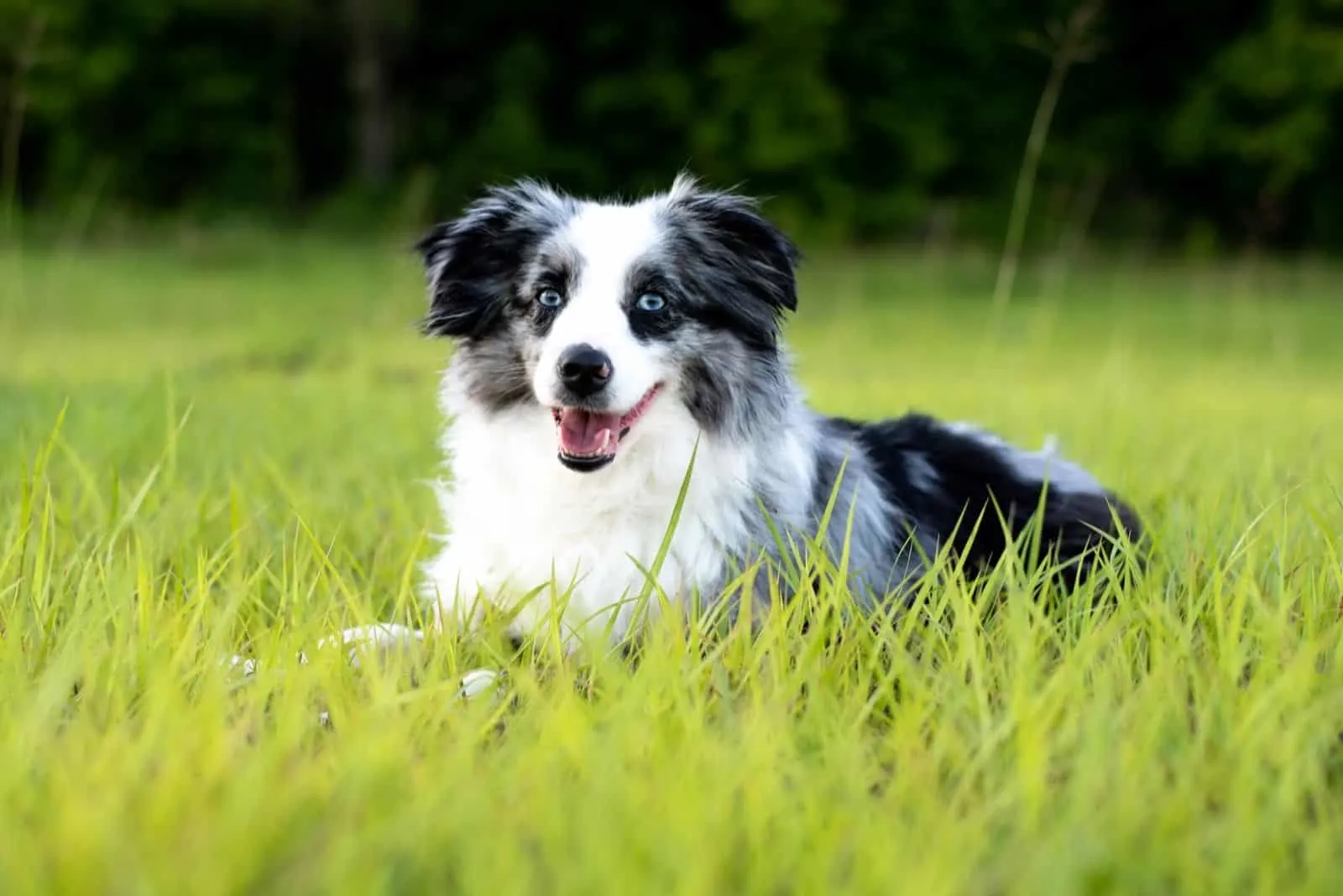 gray and white toy aussie shepard sitting down on the grass