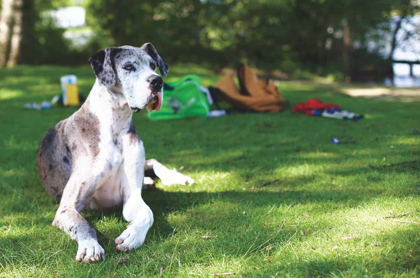 great dane dog sitting