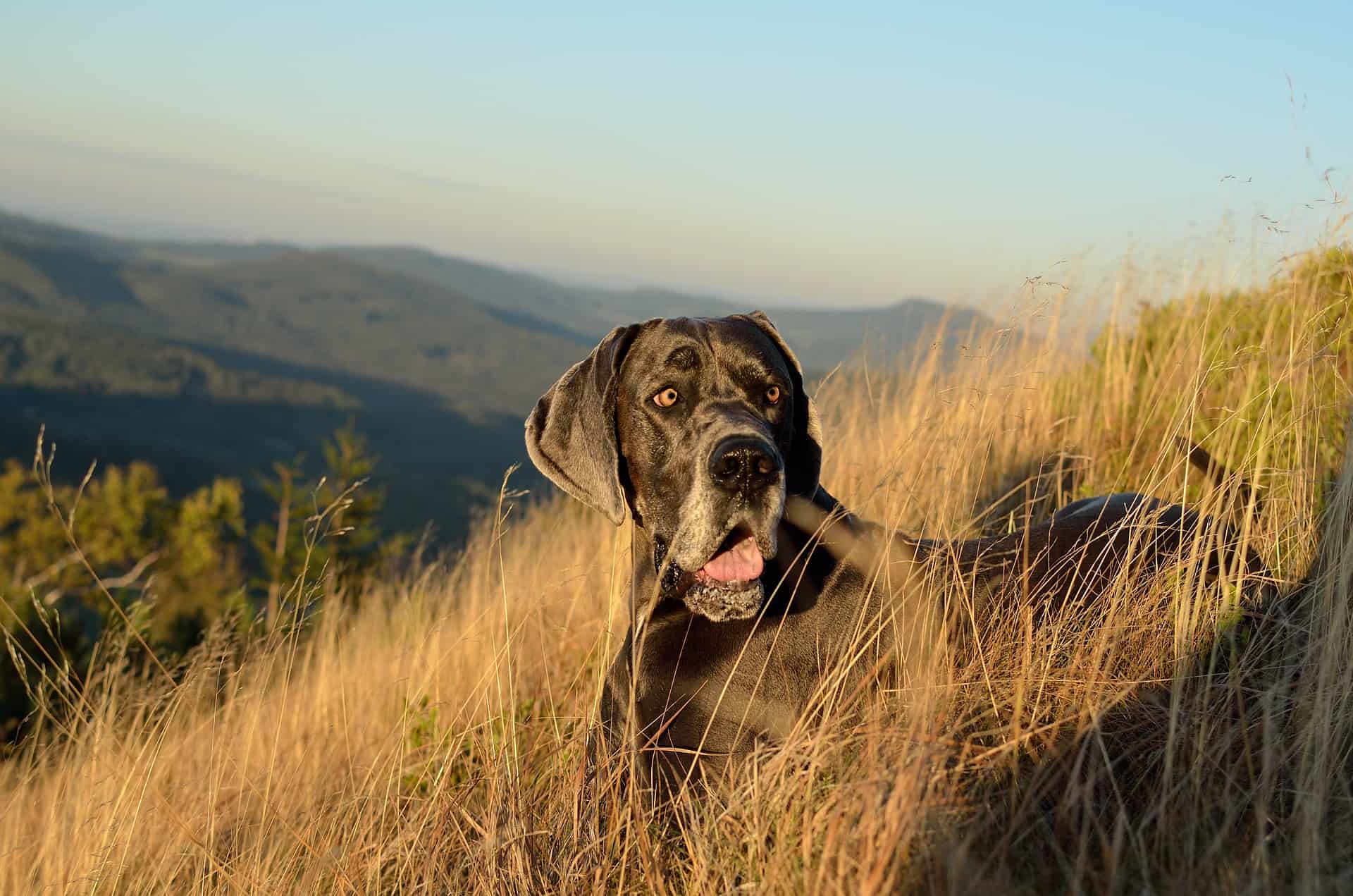 great dane in a field