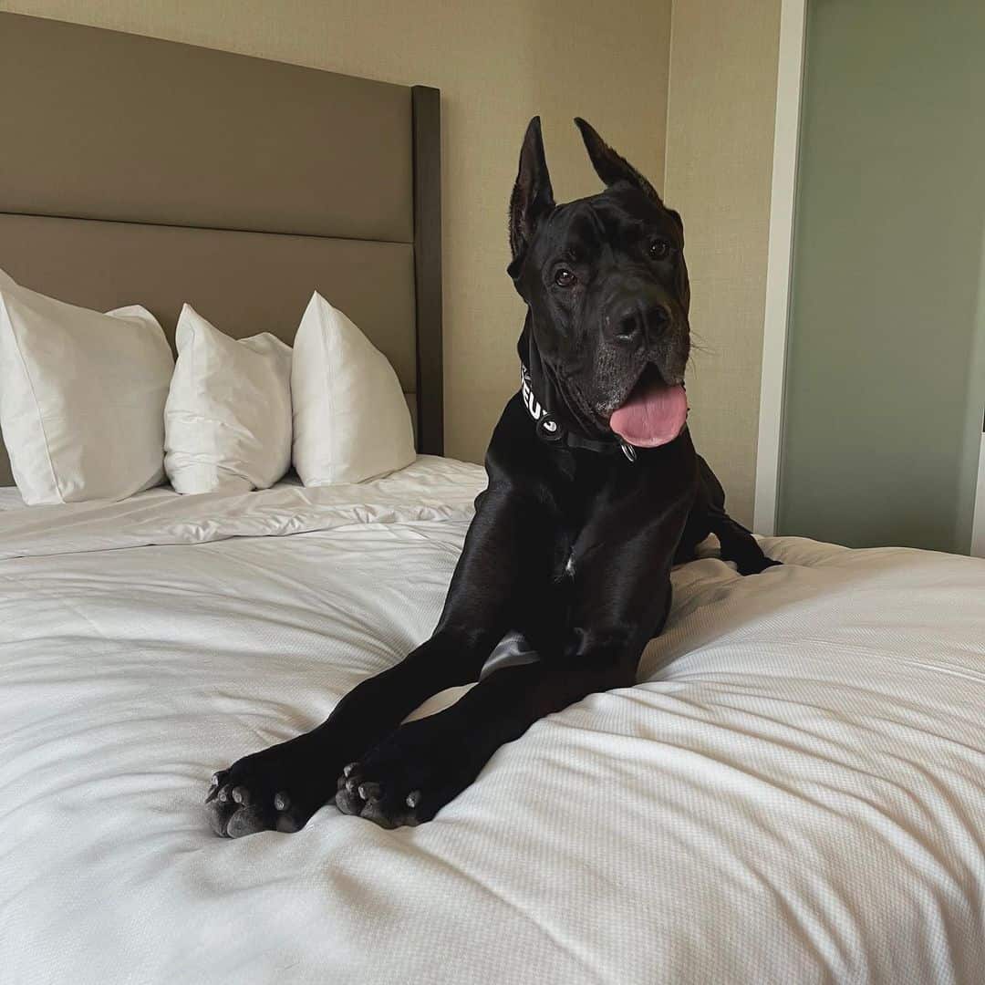 great dane on bed