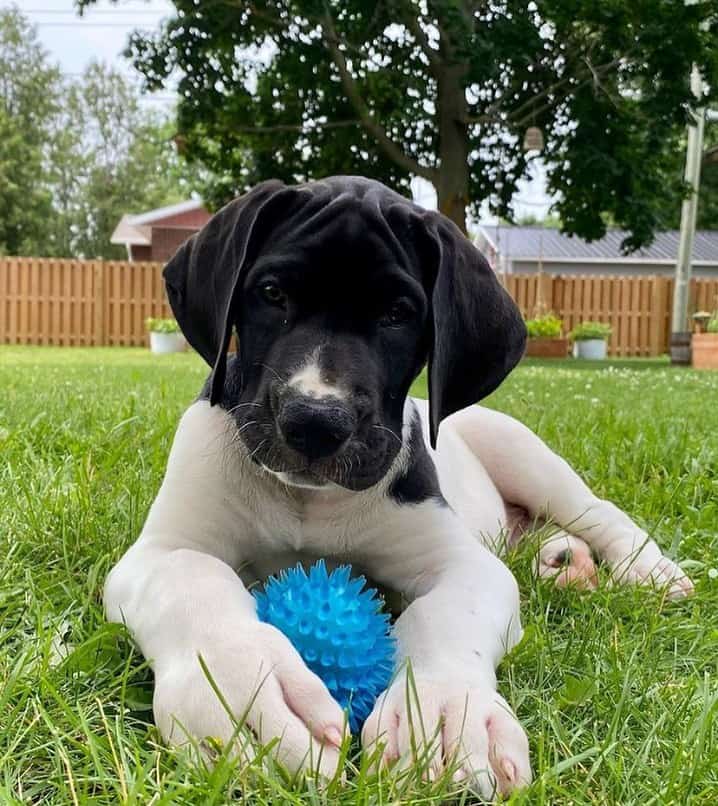 great dane puppy