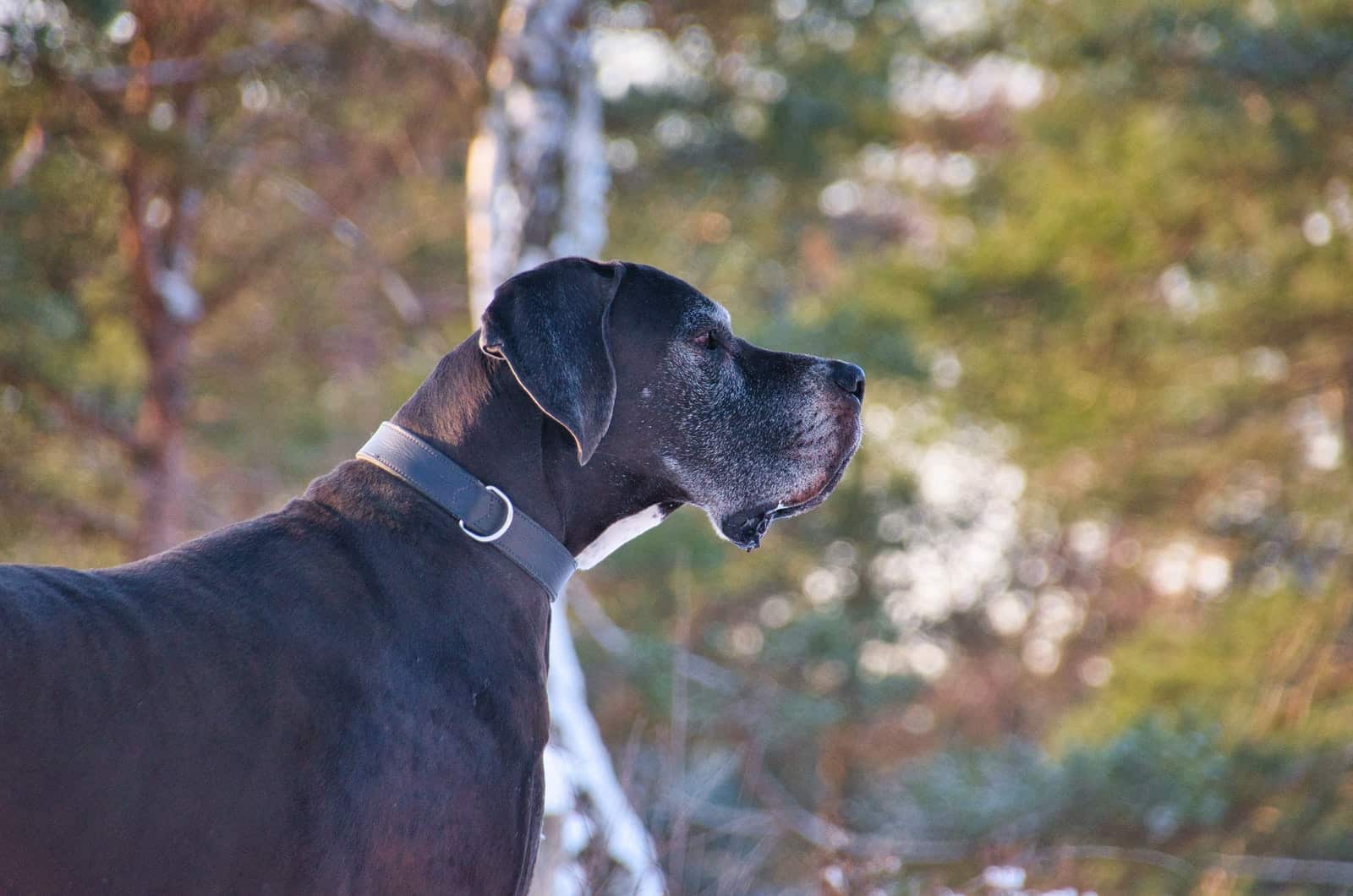 great dane side profile