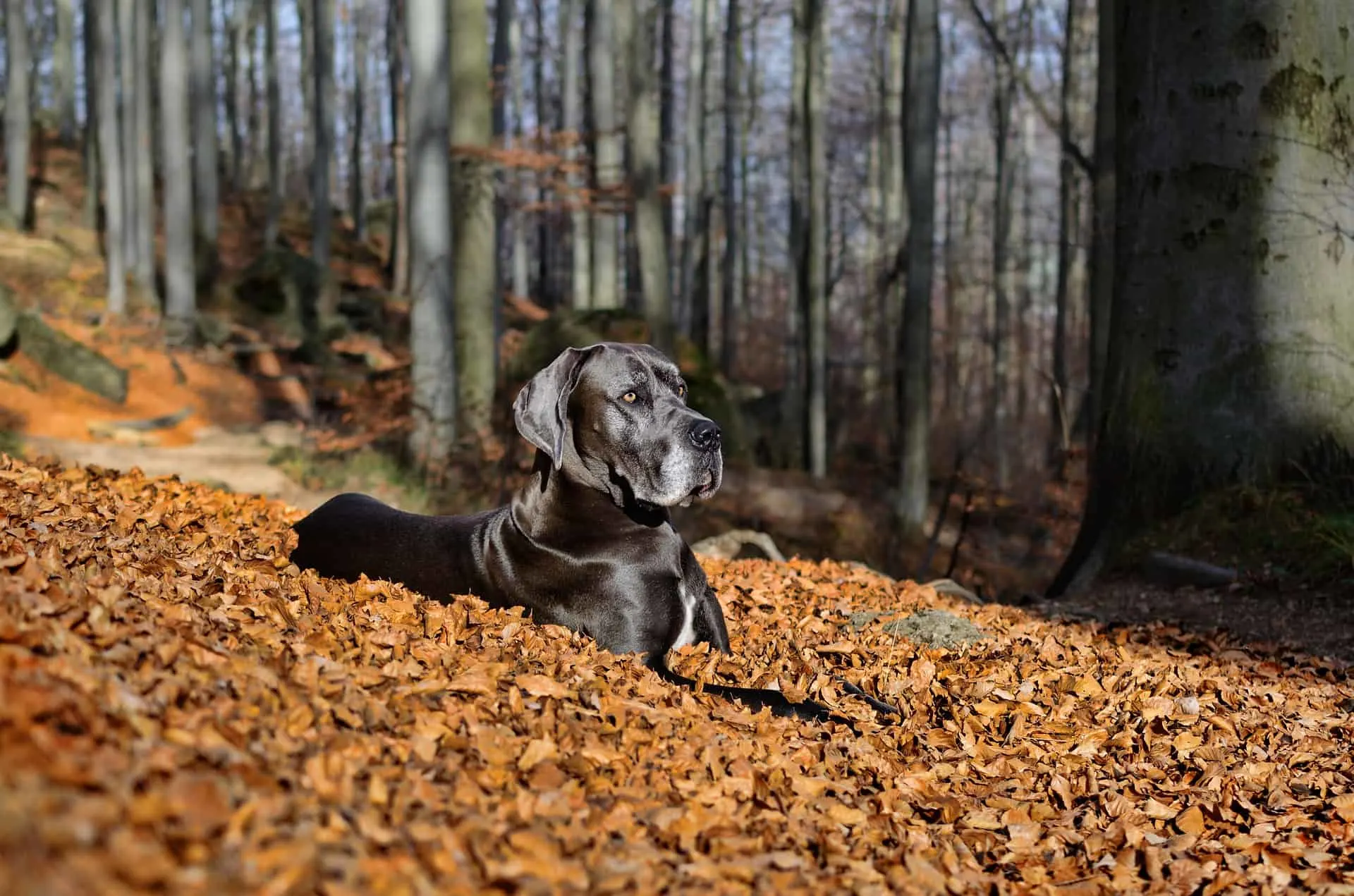great dane sitting in autumn leaves