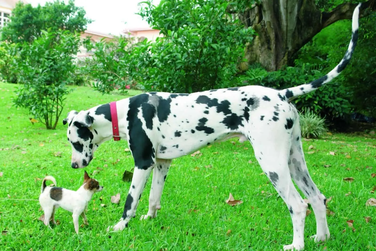 great dane sniffing on a purebred chihuahua outdoors