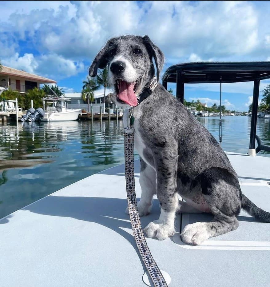 great danoodle on a boat