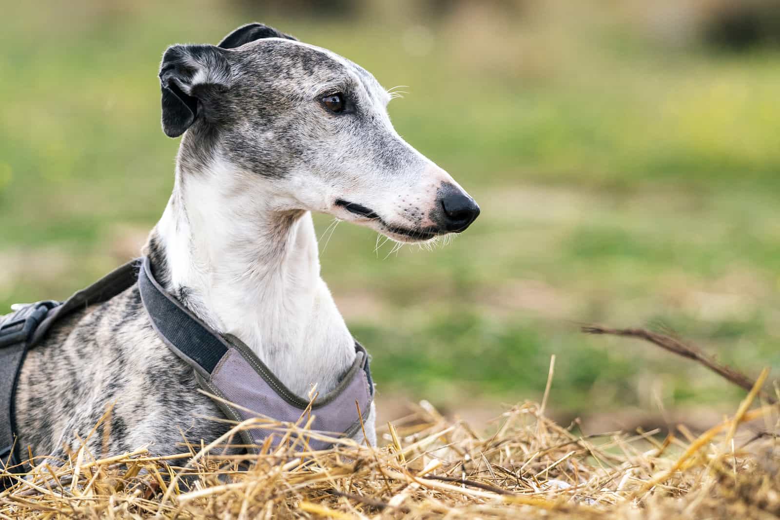  greyhound dog resting