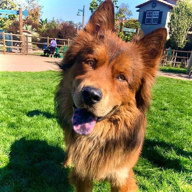 gsd chow chow mix