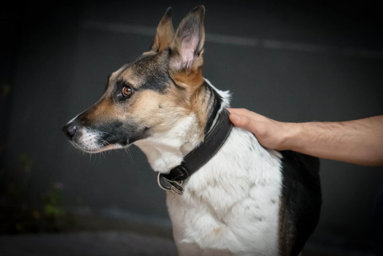 hands of a man on his dog's head a German Panda Shepherd dog looking away from the camera