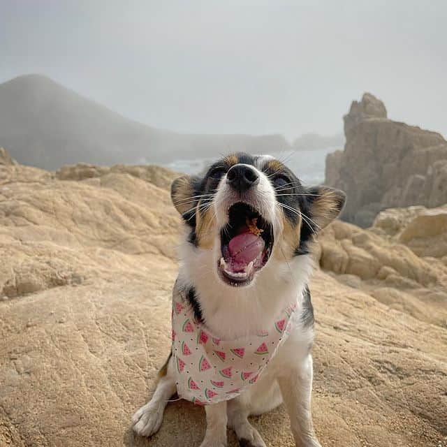 happy corgi chihuahua mix dog standing in the mountains opening its mouth