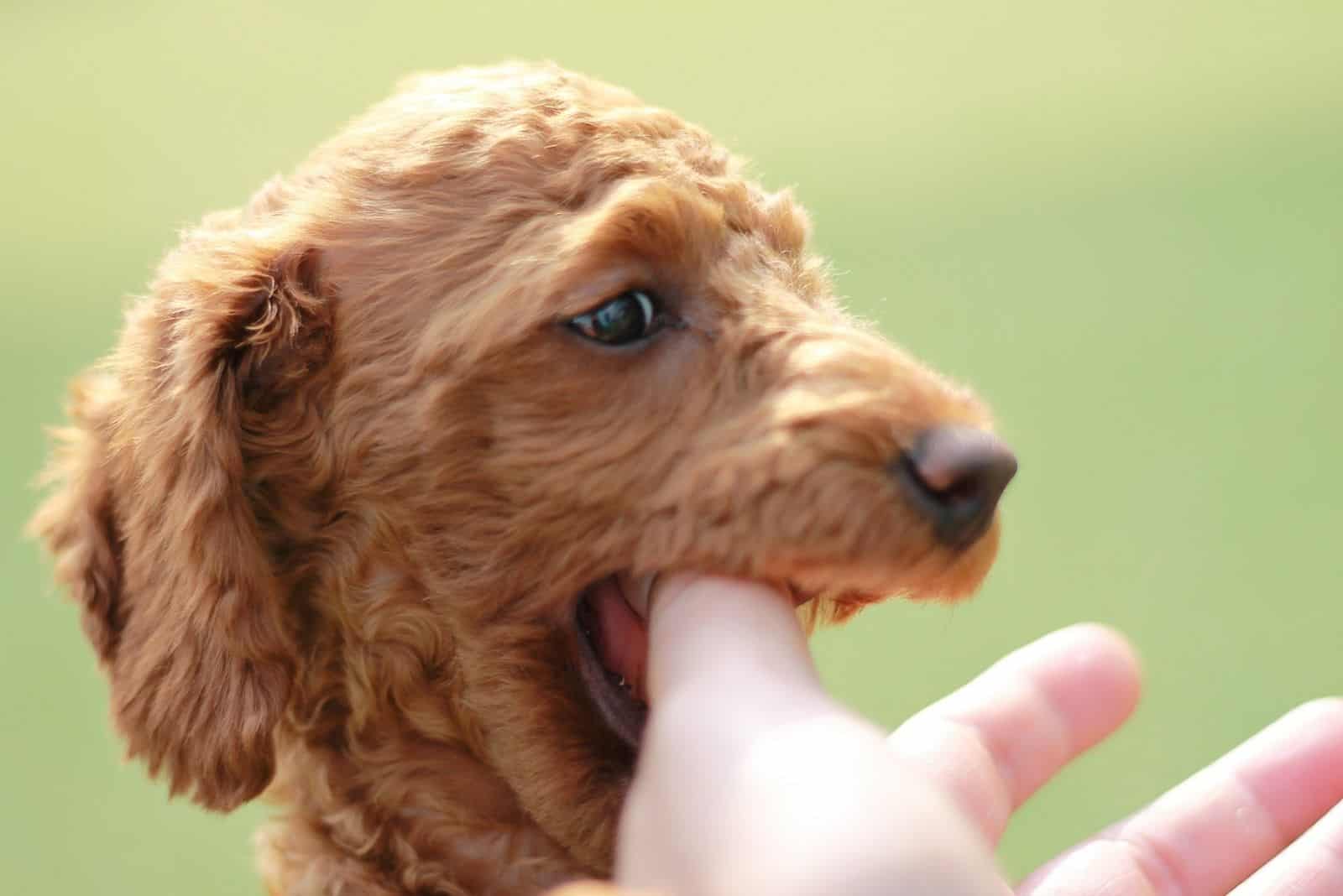 happy corgipoo puppy playing biting the owners thumb