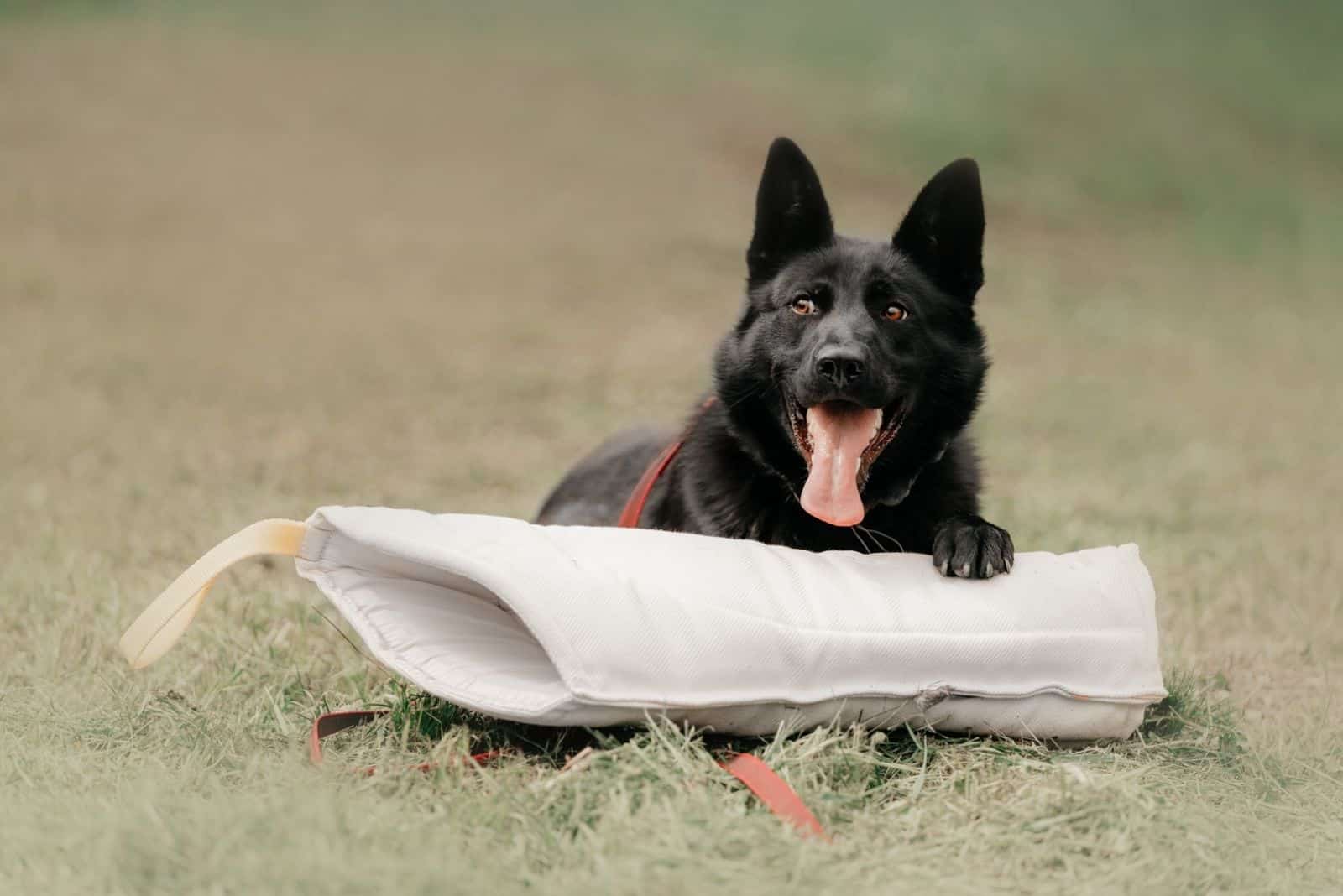 happy german shepherd dog lying down with a protection training sleeve