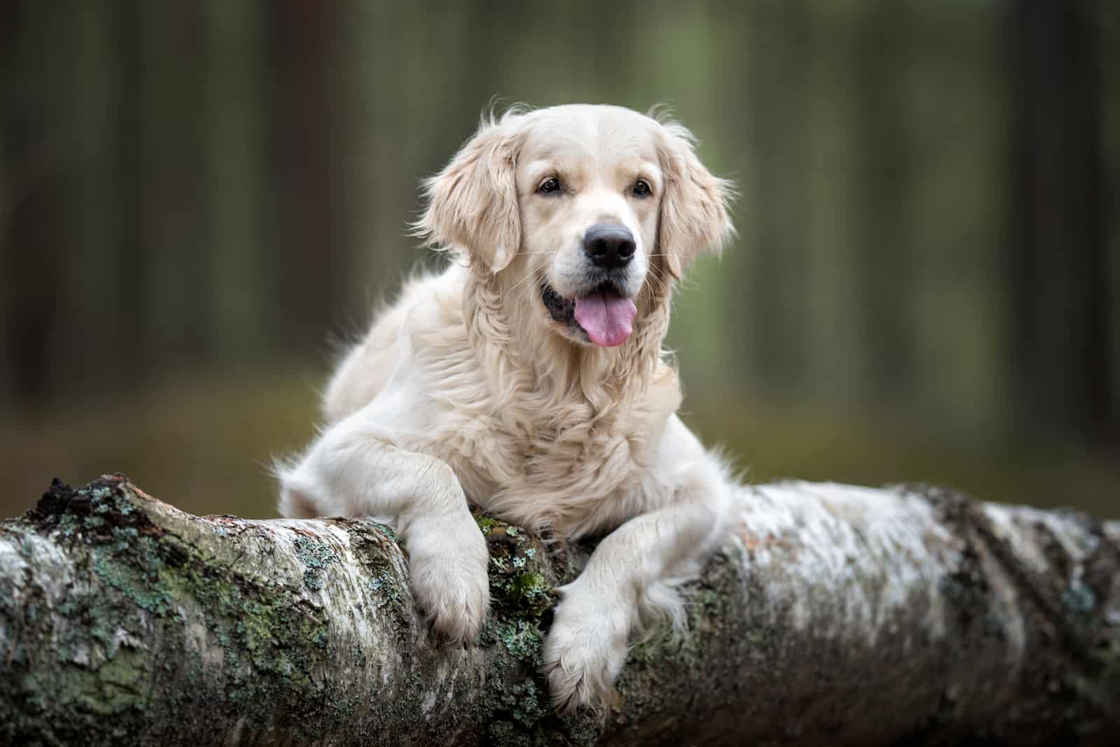 happy golden retriever dog portrait