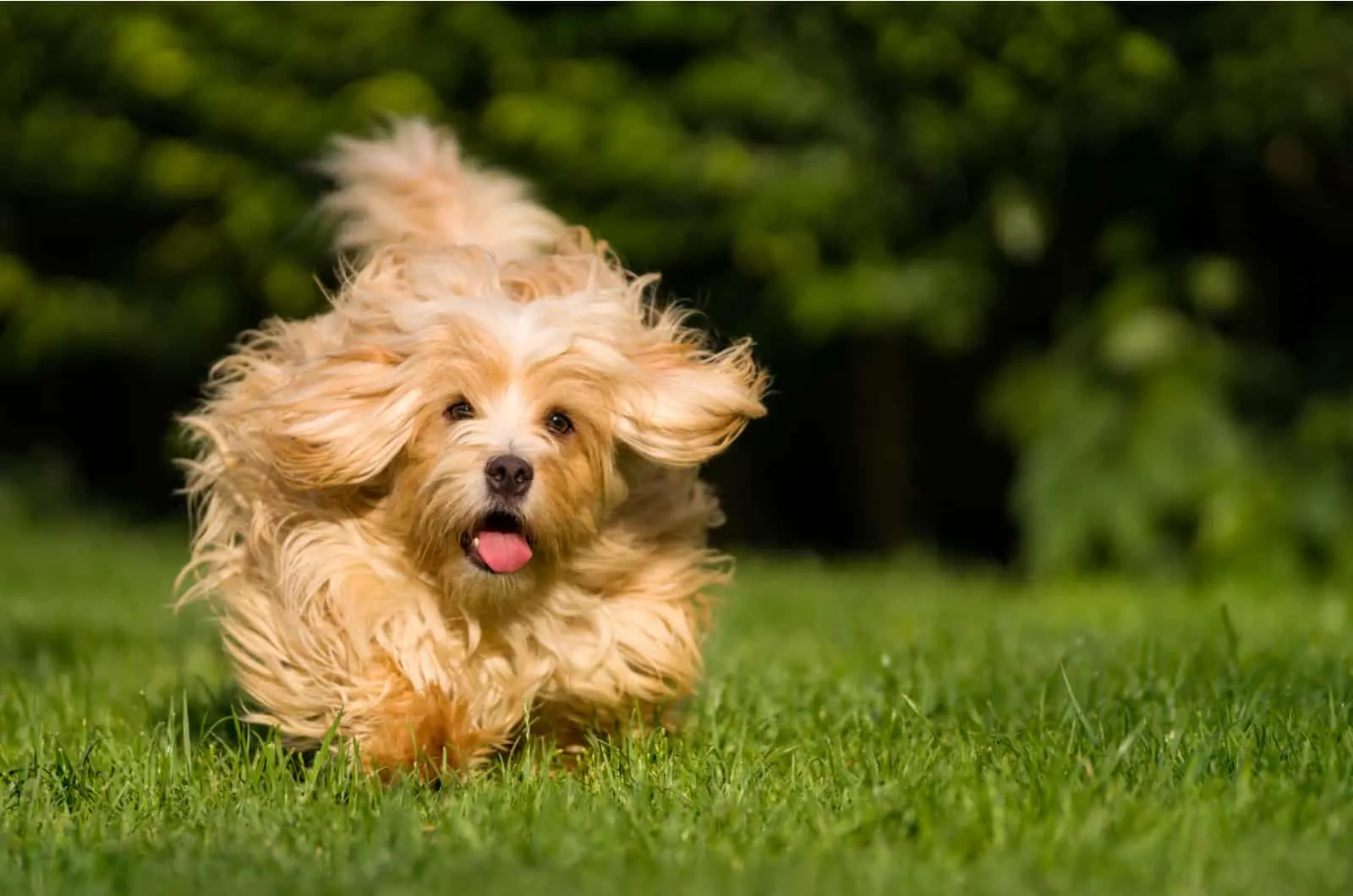 happy havanese dog running