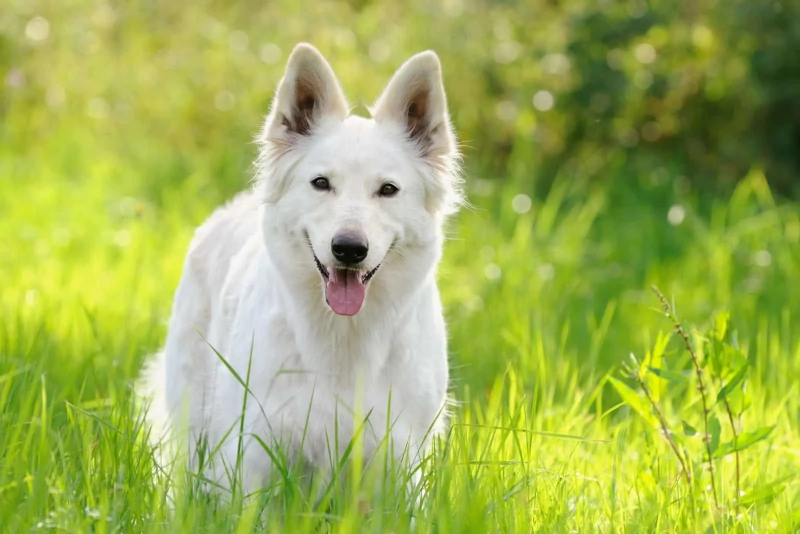 happy white german shepherd dog standing in the grassland