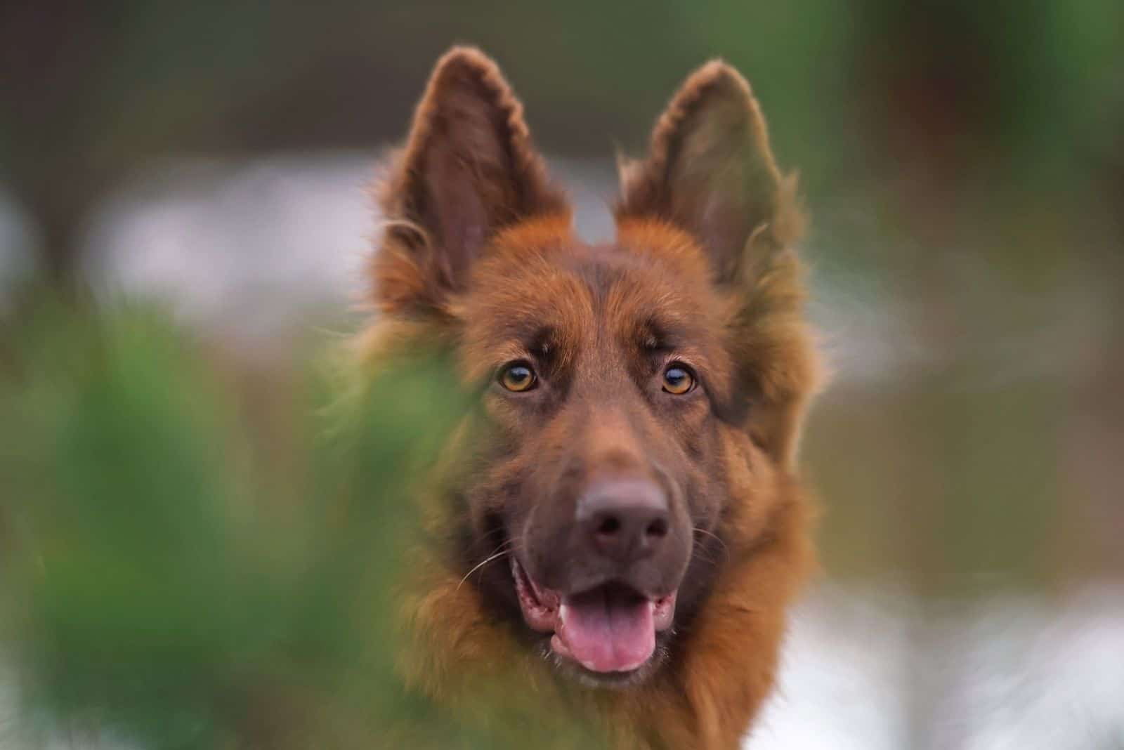 head shot liver GSD posing outdoors in winter forest