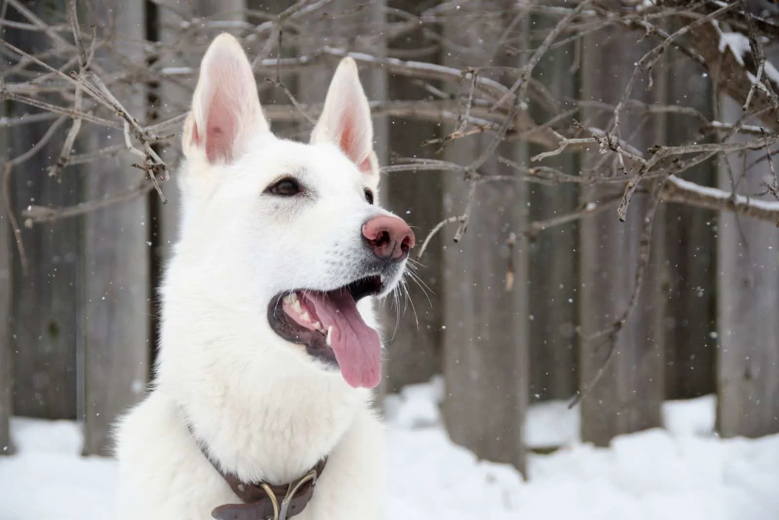 headshot of white dog german shepherd in the snowy forest