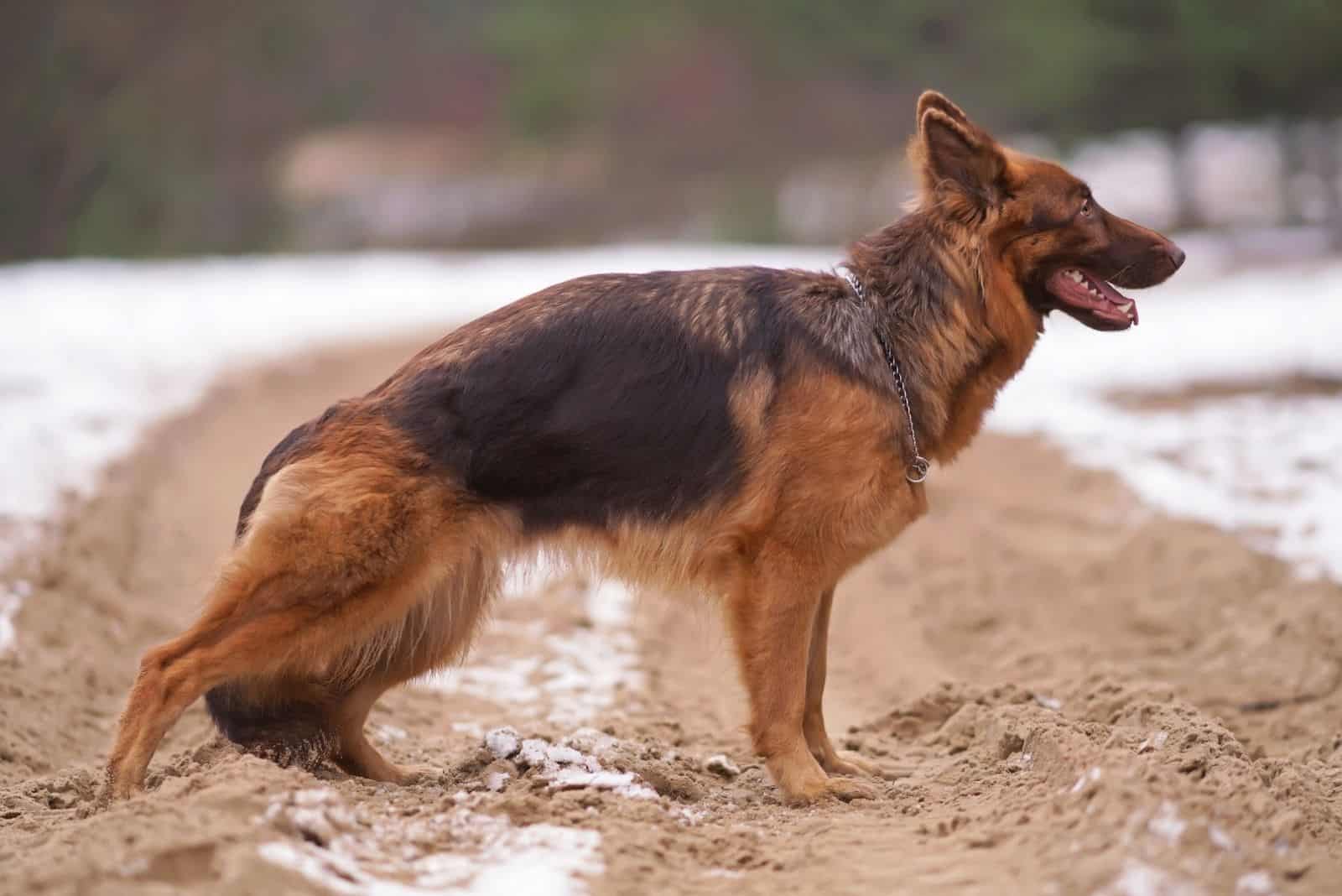 healthy long haired GSD stretching his legs outdoors while posing