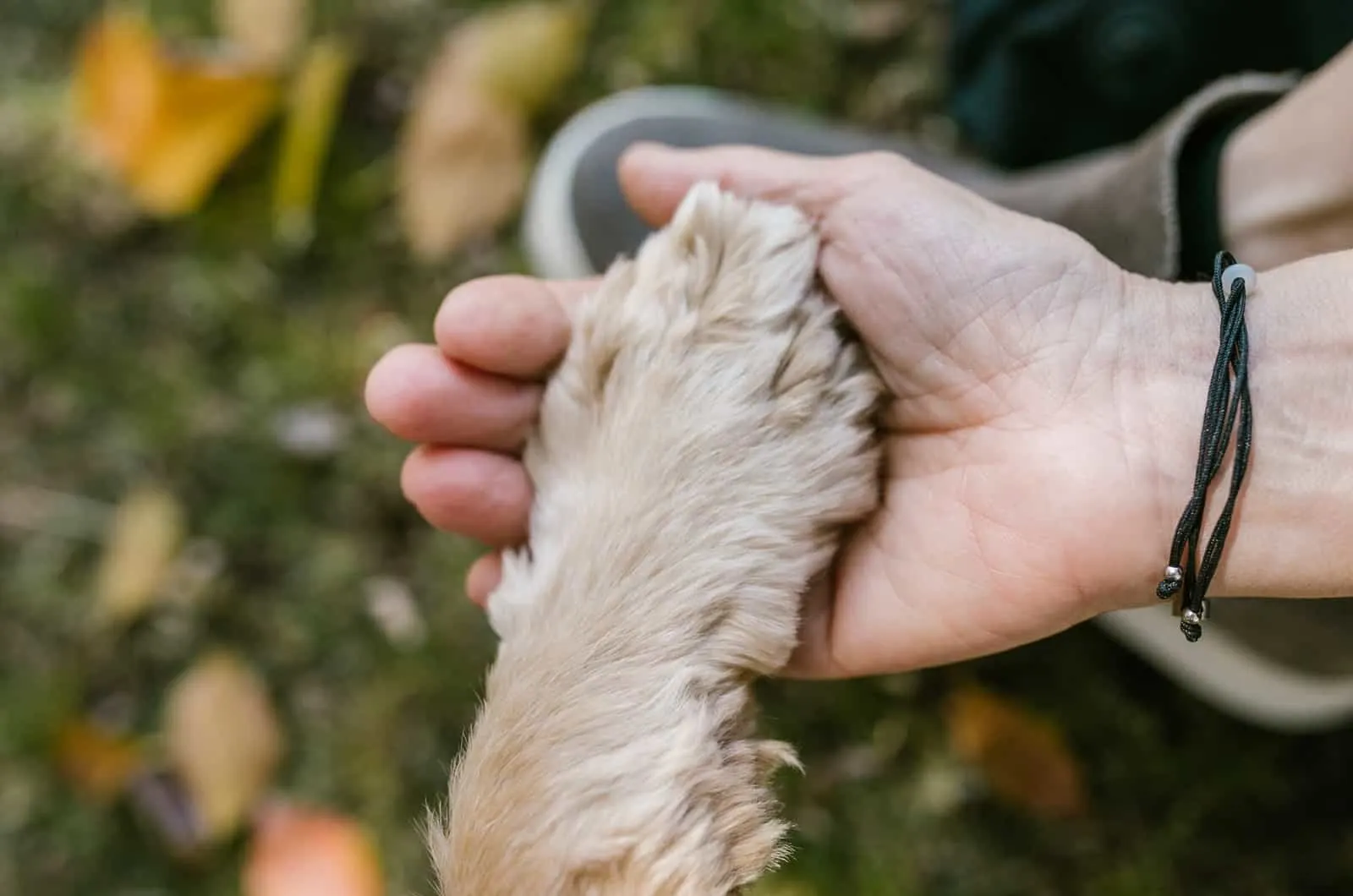 human hand holding a paw