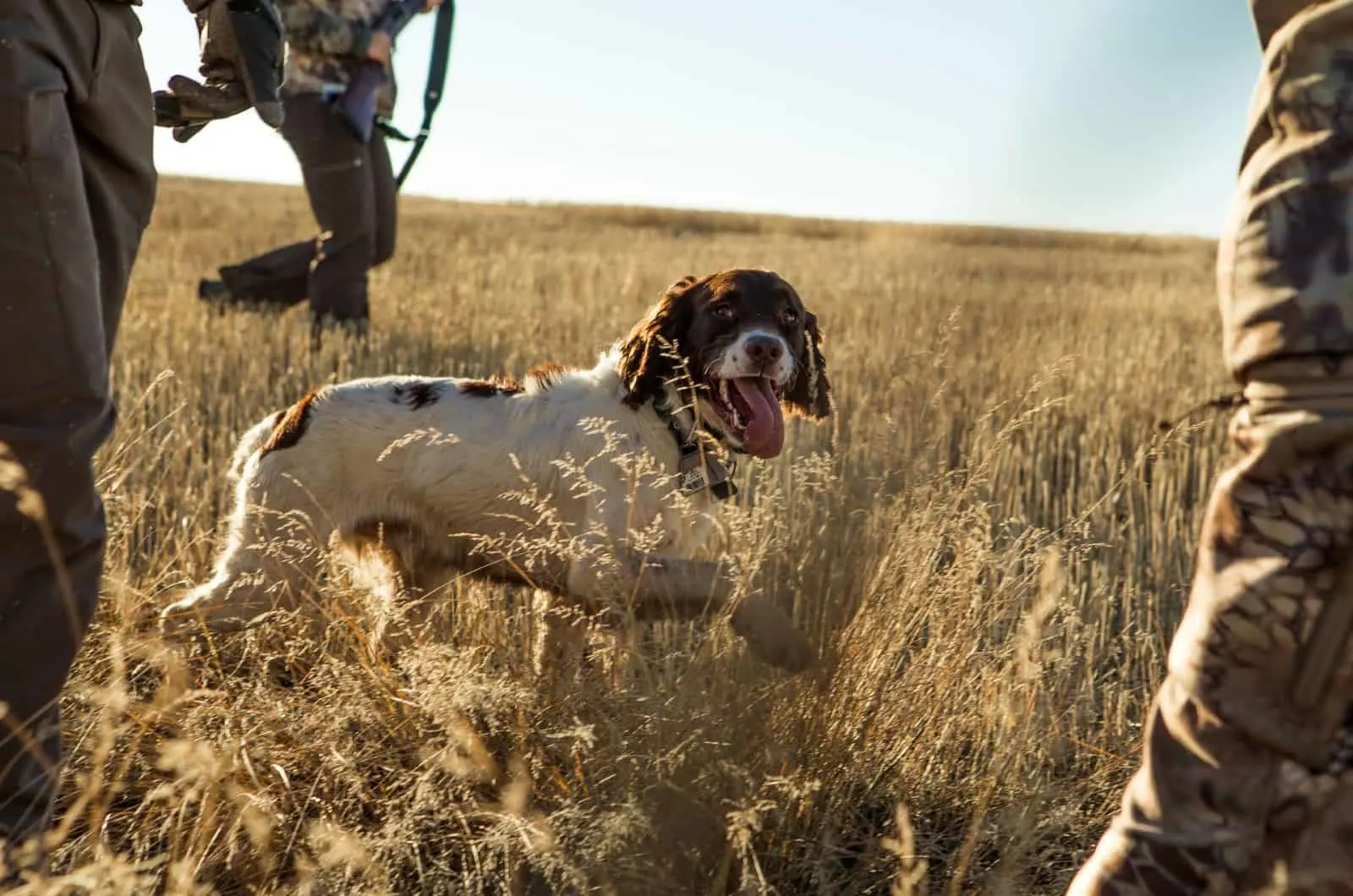 hunting dog in a field