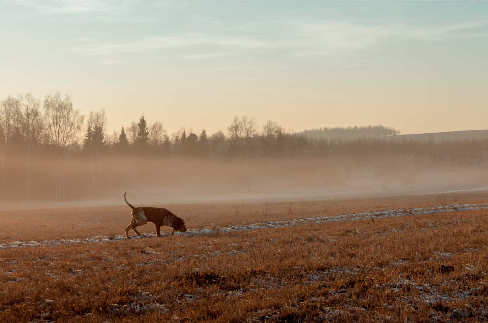 hunting dog photographeed on a foggy morning