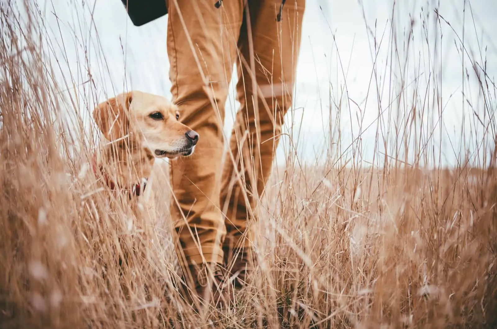hunting dog with his owner