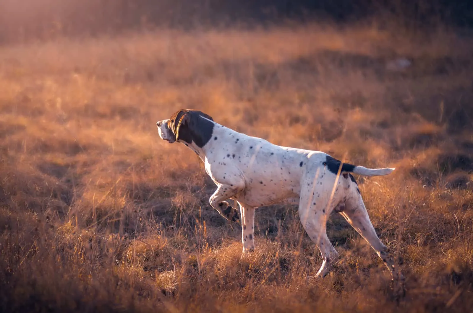 hunting pointer dog in a field