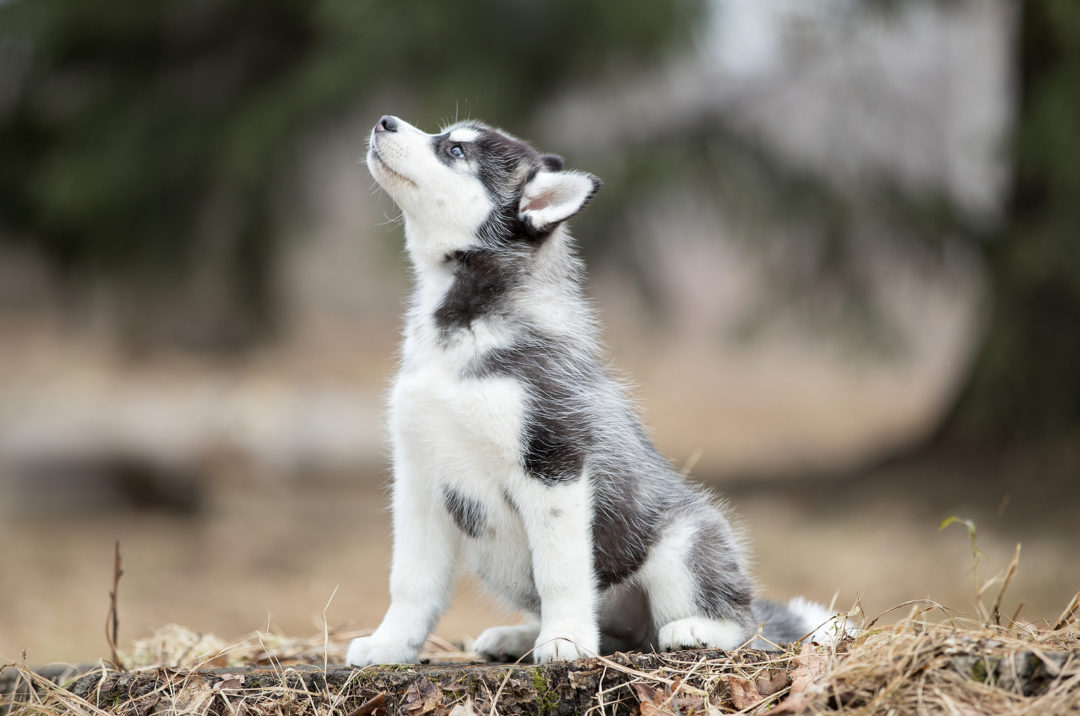13 Best Dog Food For Huskies Top Foods You Have To Try Out