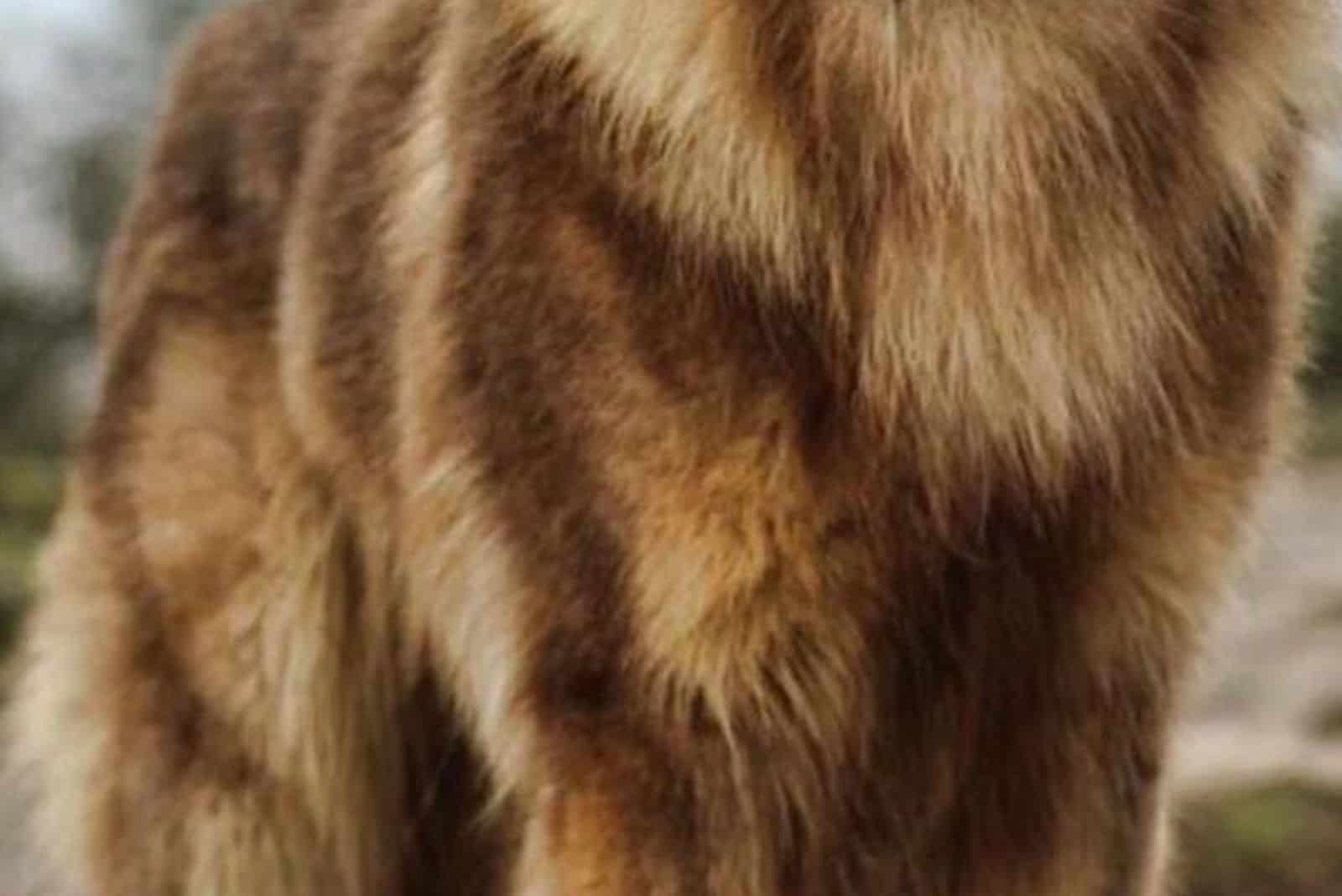 isabella colored fur from a german shepherd in focus