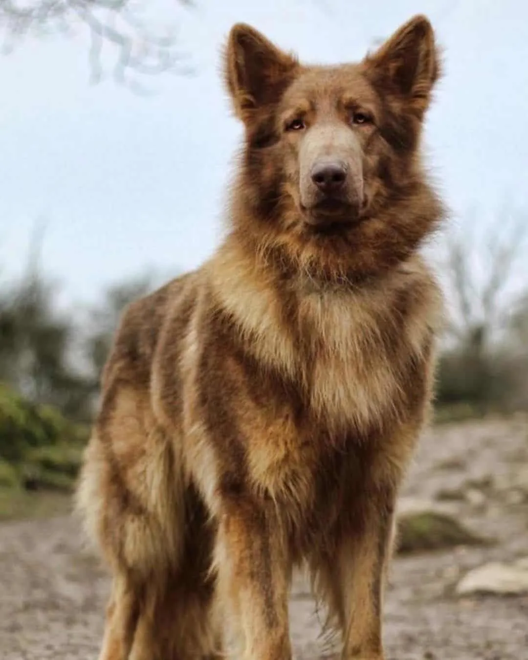 isabella german shepherd dog standing outdoors