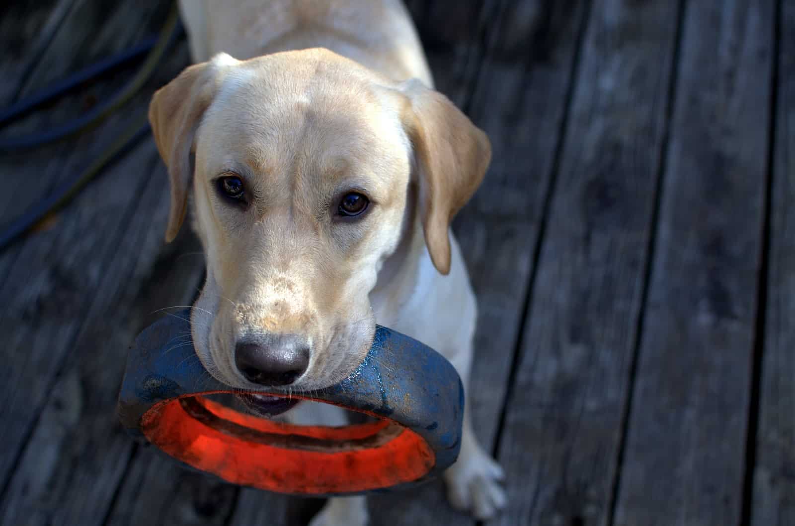 labrador dog