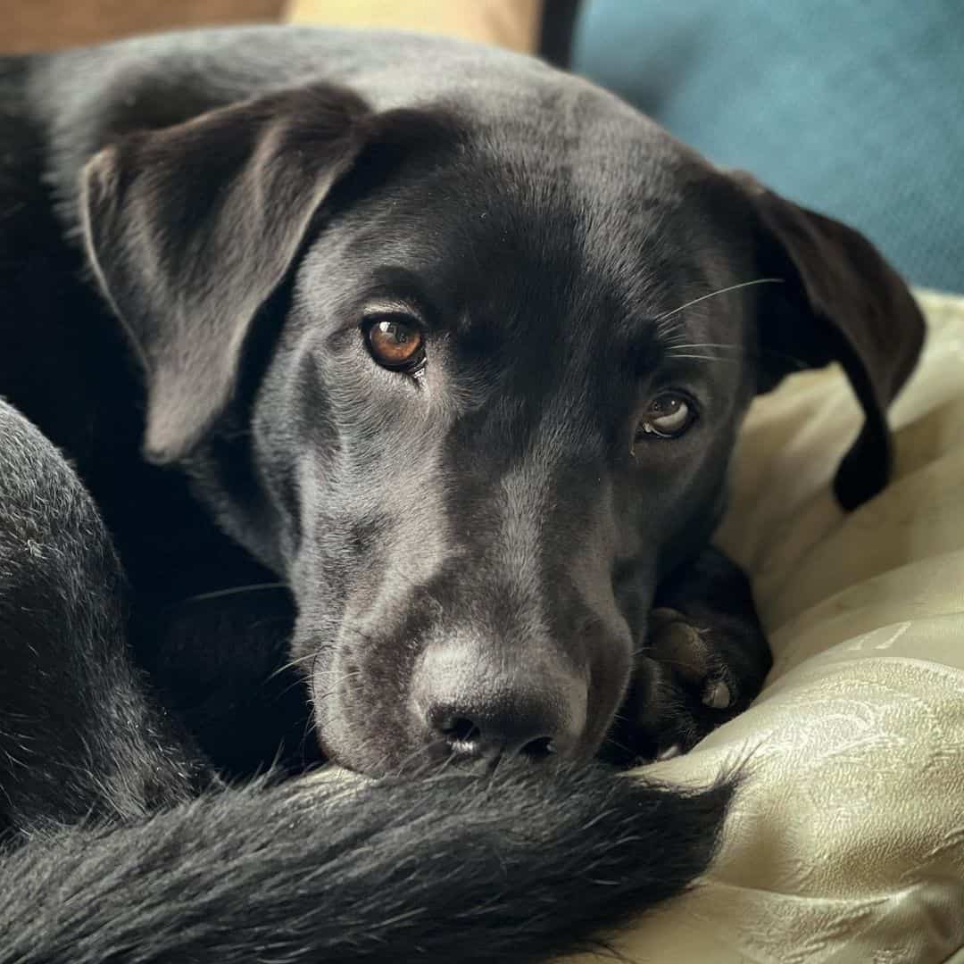 labrador malinois mix