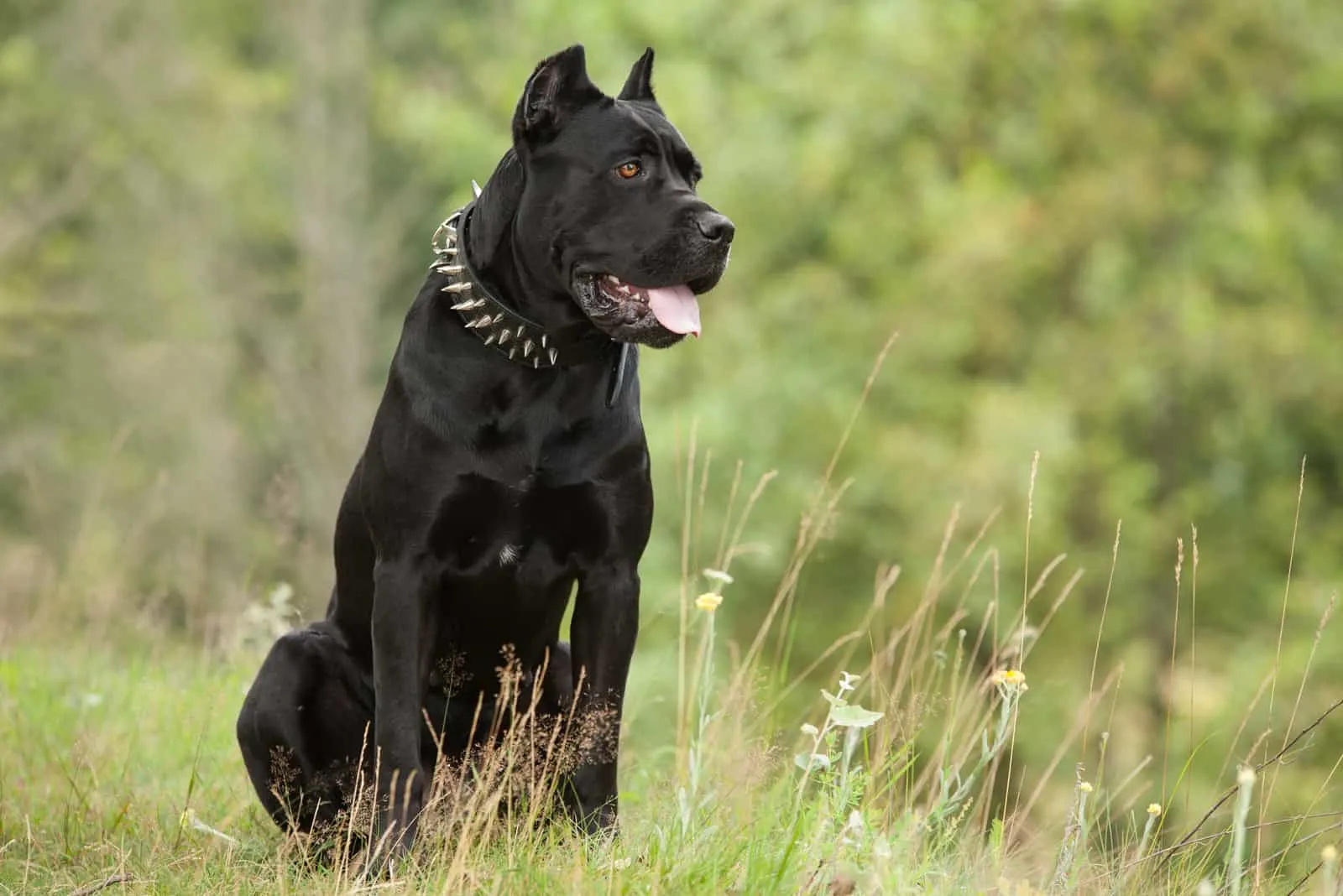 large black dog sitting on the grass