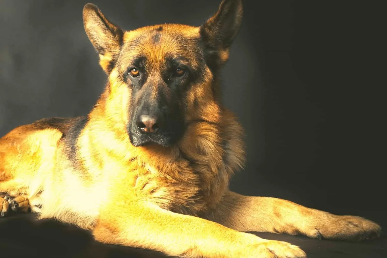 light color gsd lying down in a dark room
