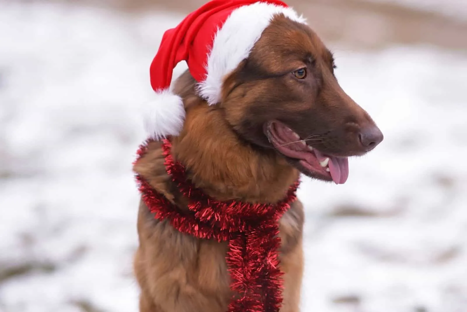 long-haired German Shepherd dog posing outdoors sitting on a snow in winter wearing a Santa hat and a red long tinsel.