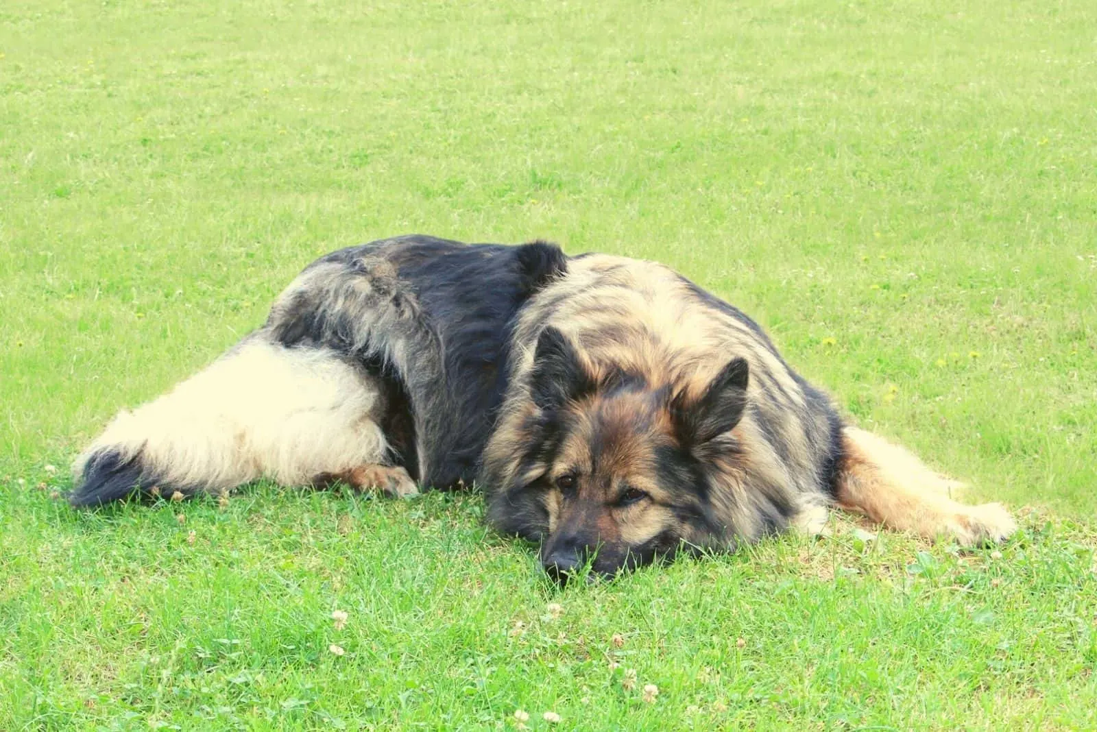longcoat sable german shepherd dog female lying down on the ground