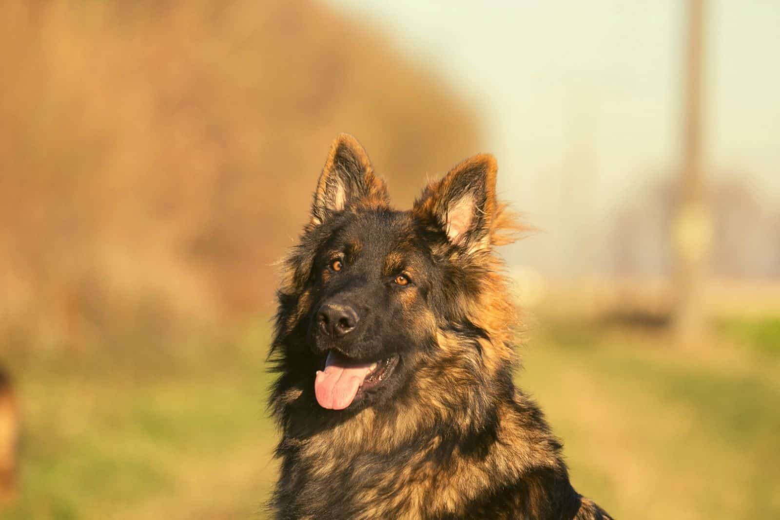 longcoated sable gsd looking back at the camera