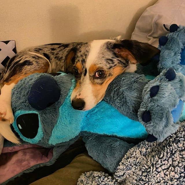 lucy the corgibeagle mix lying on her toy
