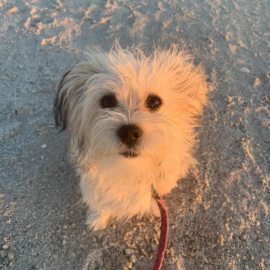 malchi dog on beach