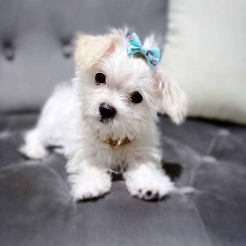 Maltese Chihuahua Mix A Complete Guide To The Malchi Dog
