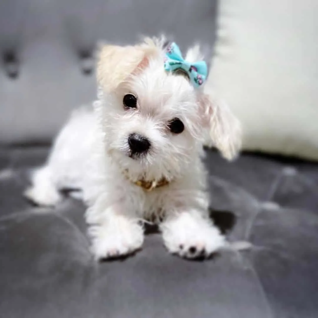 malchi puppy with blue bow