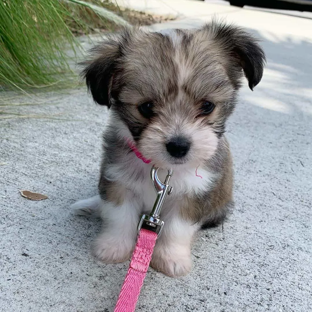 Maltese and chihuahua mix sales pictures